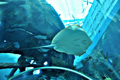 S.E.A Aquarium & UNIVERSAL STUDIO